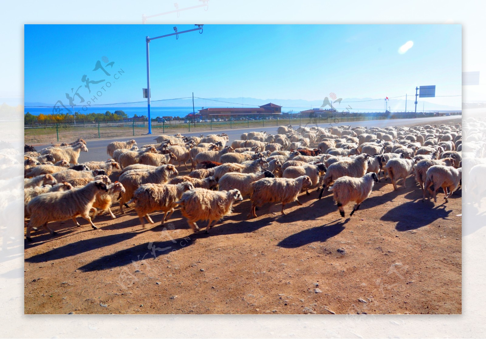 青海湖羊群图片