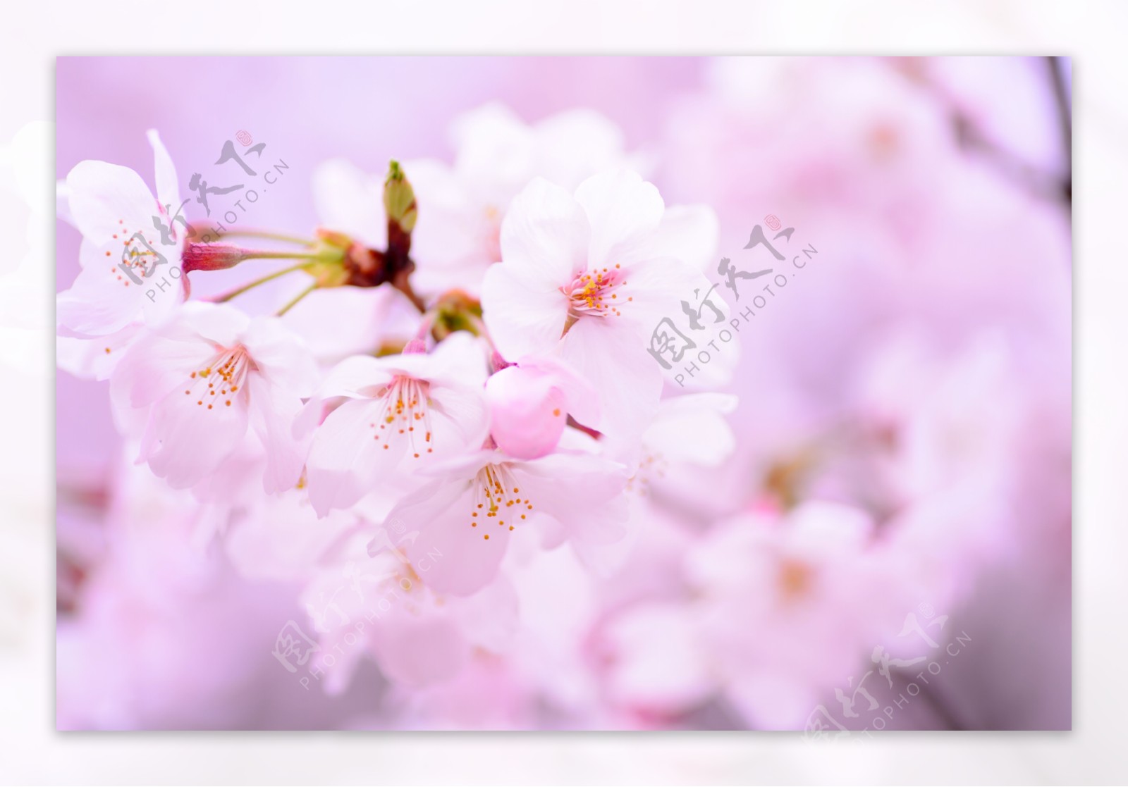 唯美粉色樱花图片高清手机壁纸_手机壁纸_mm4000图片大全