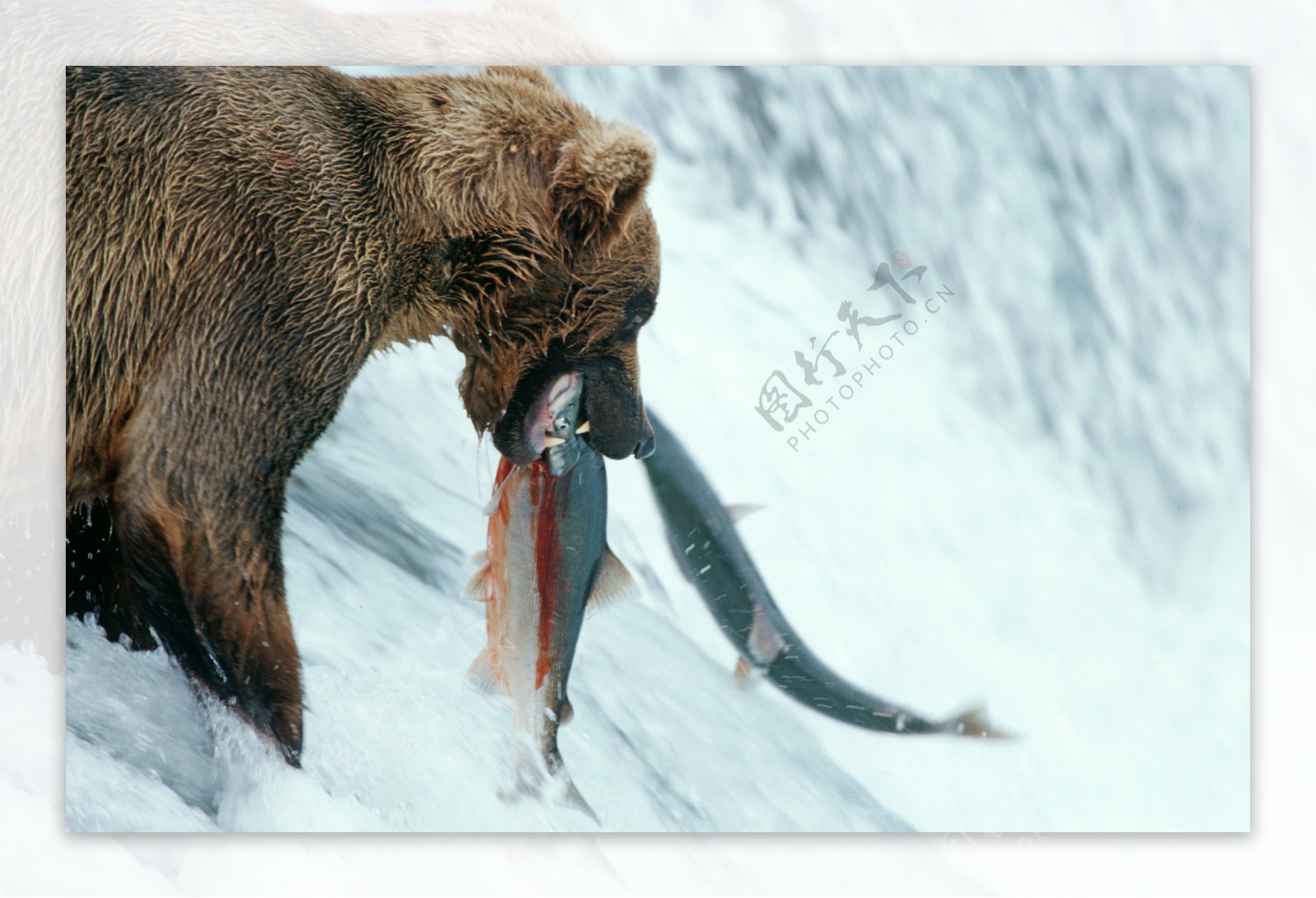 捕鱼的棕熊