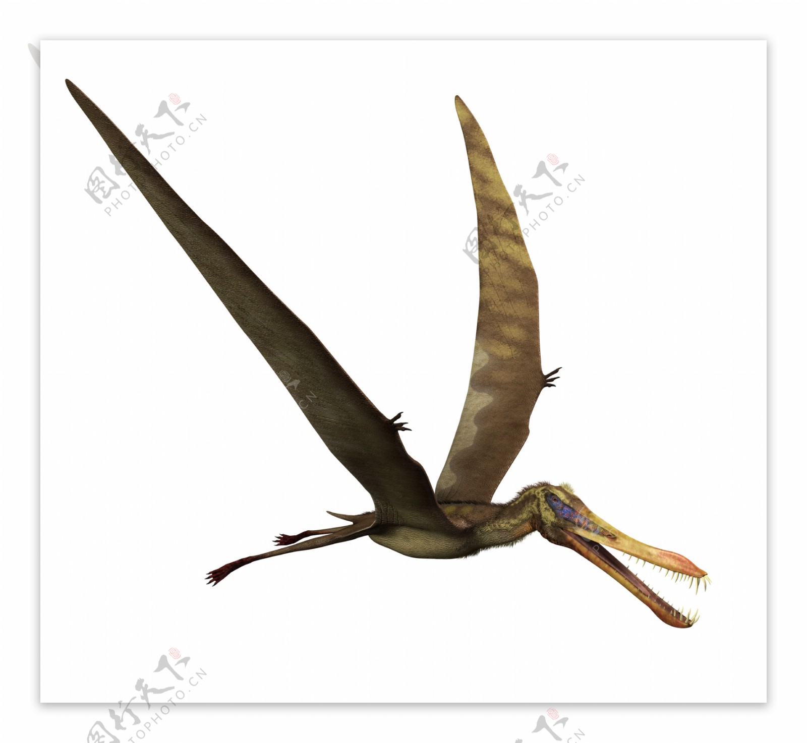 【科普】风神翼龙-白垩纪北美巨翼 - 哔哩哔哩