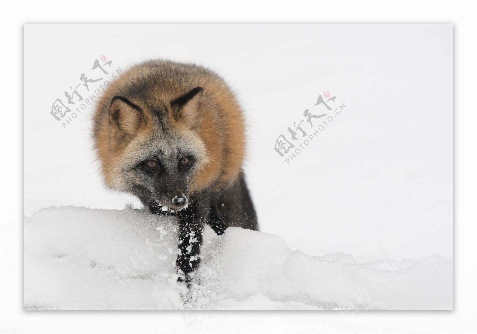 冬天雪地里的狐狸