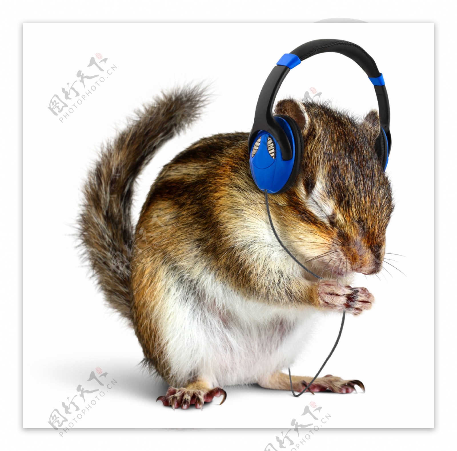 戴耳机听歌的老鼠