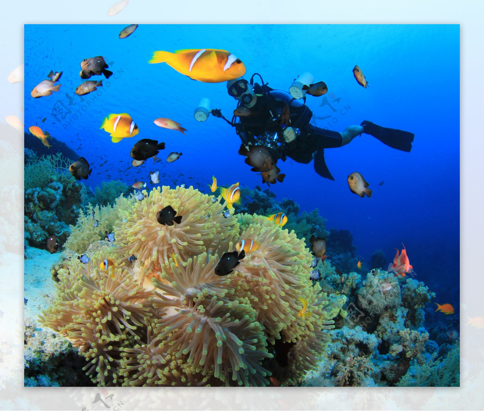 海底的珊瑚和鱼类以及潜水员图片