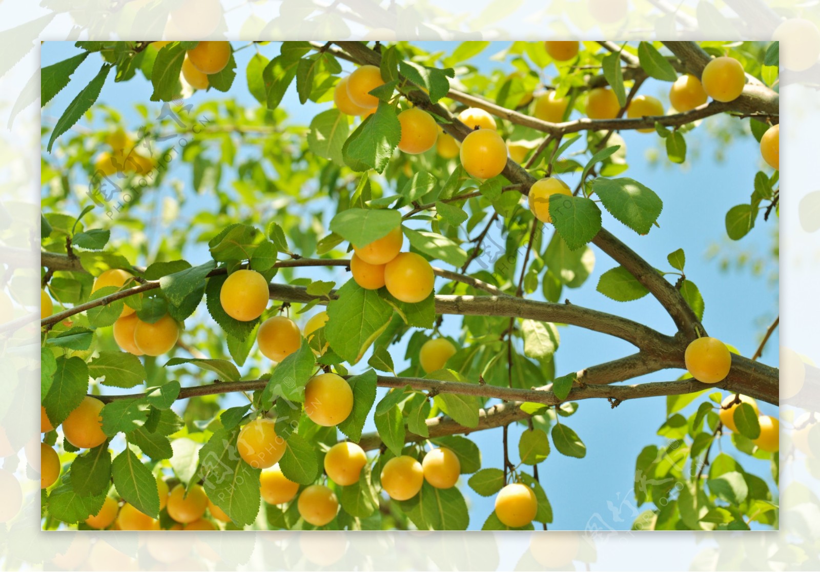 美食白天杏杏树采摘摄影图配图高清摄影大图-千库网