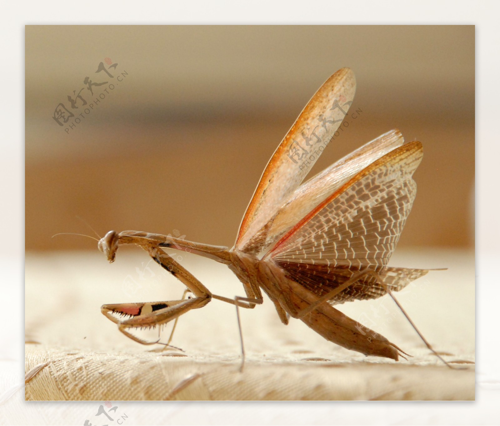 螳螂展翅图片