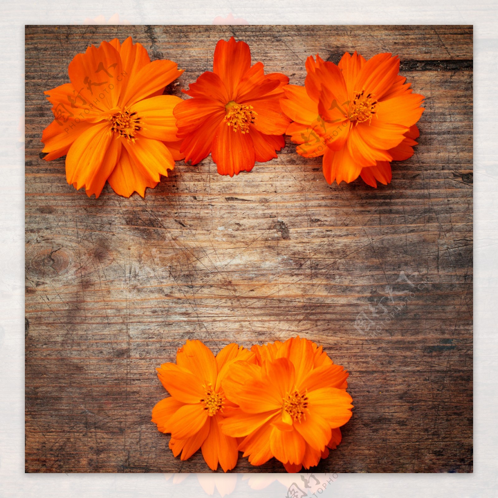 橙色花朵木板背景