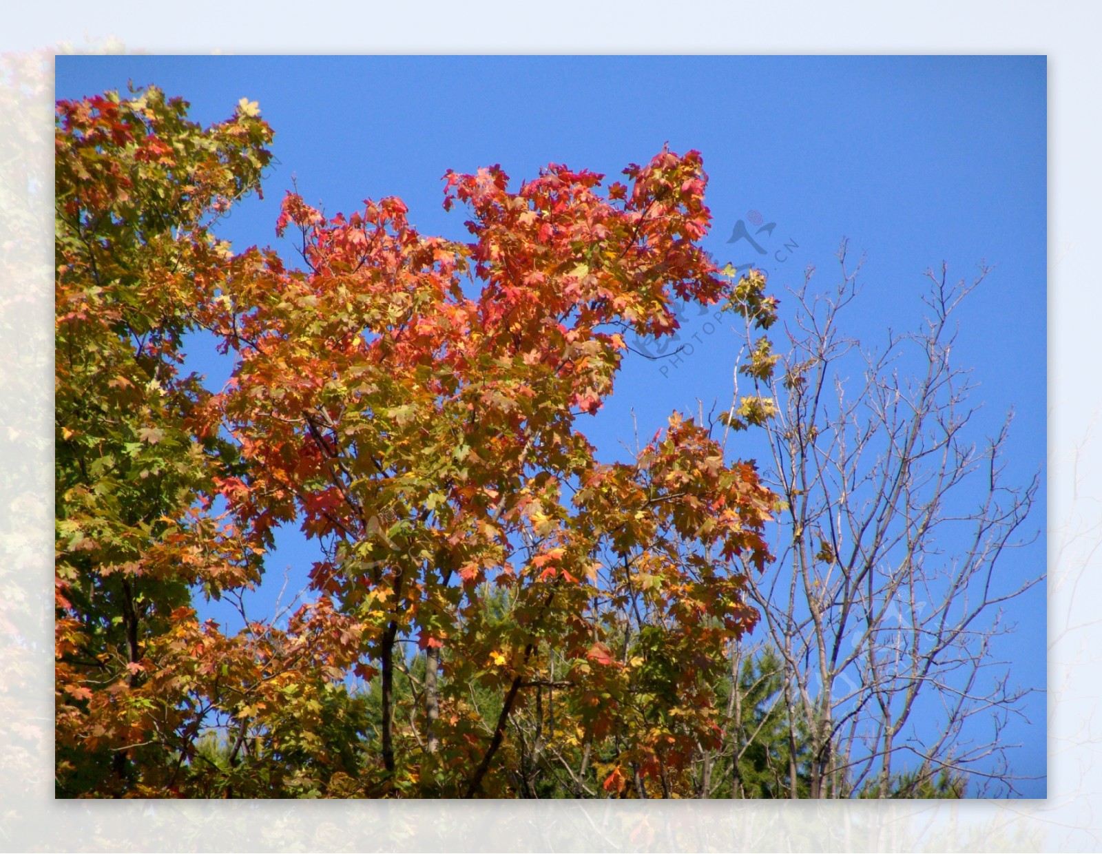 秋天枫树林风景图片