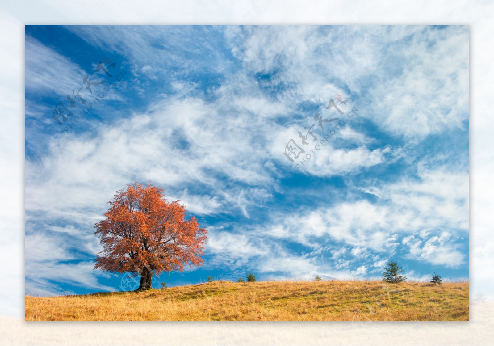 秋天草地大树天空图片
