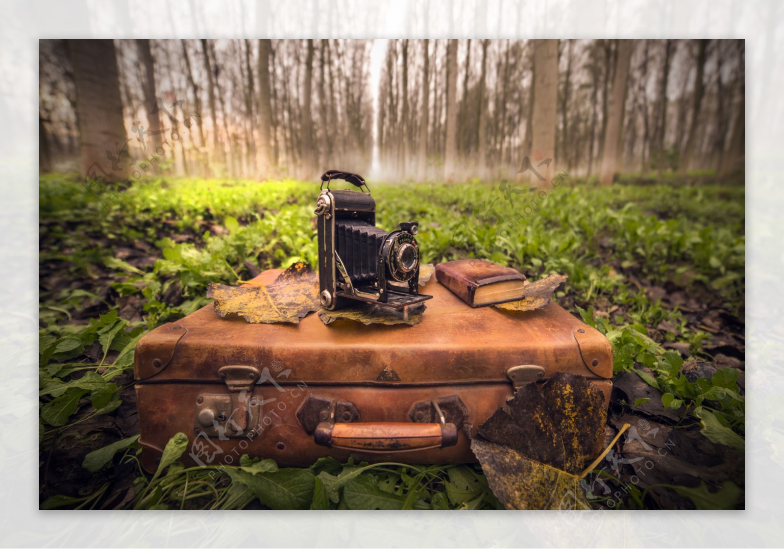 树林里的照相机与行李箱图片