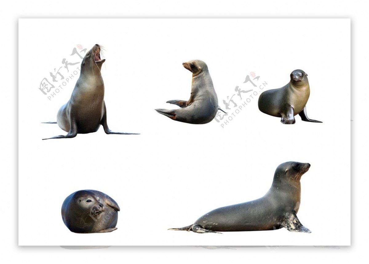 海豚海狮表演卡通素材-欧莱凯设计网