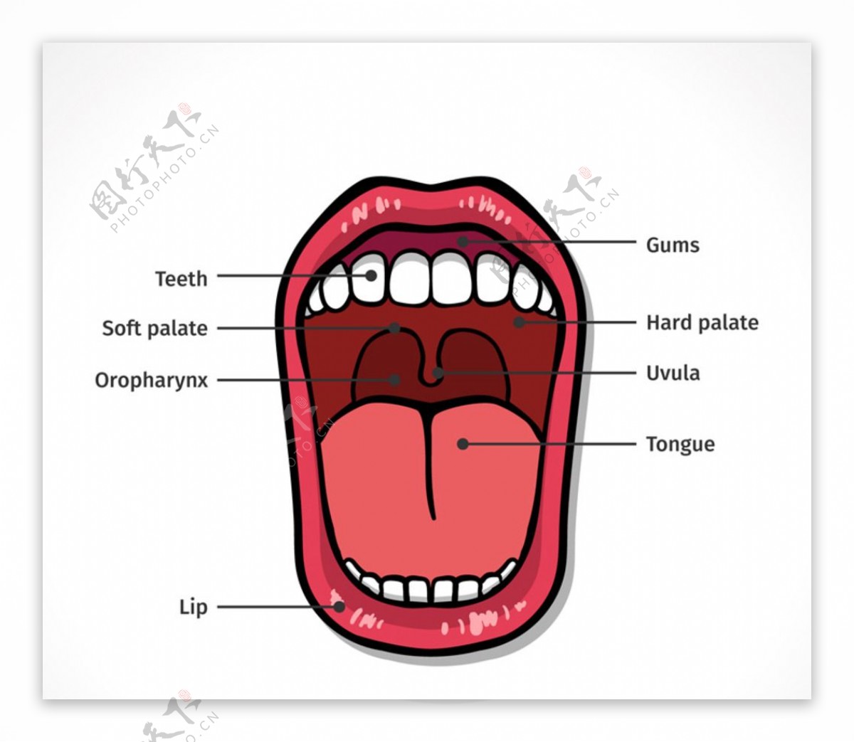 脑血管解剖学习笔记第22期：舌动脉大体解剖_医学界-助力医生临床决策和职业成长