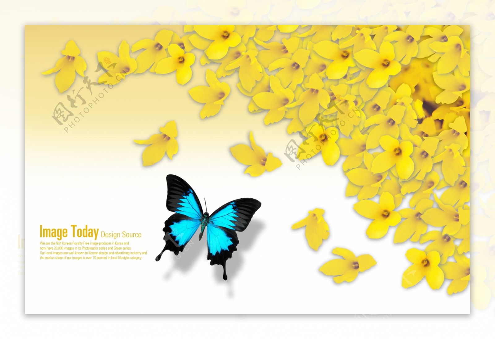 黄色的花瓣背景与蝴蝶PSD分层素材
