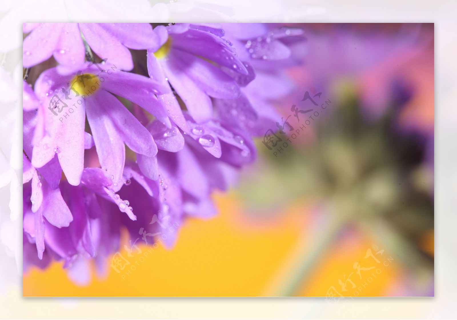 美丽水珠紫色花朵