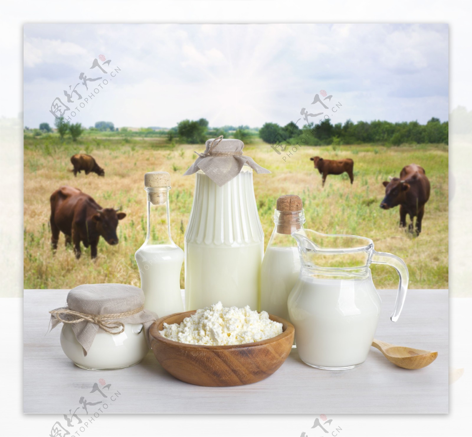 奶牛与牛奶凝乳图片