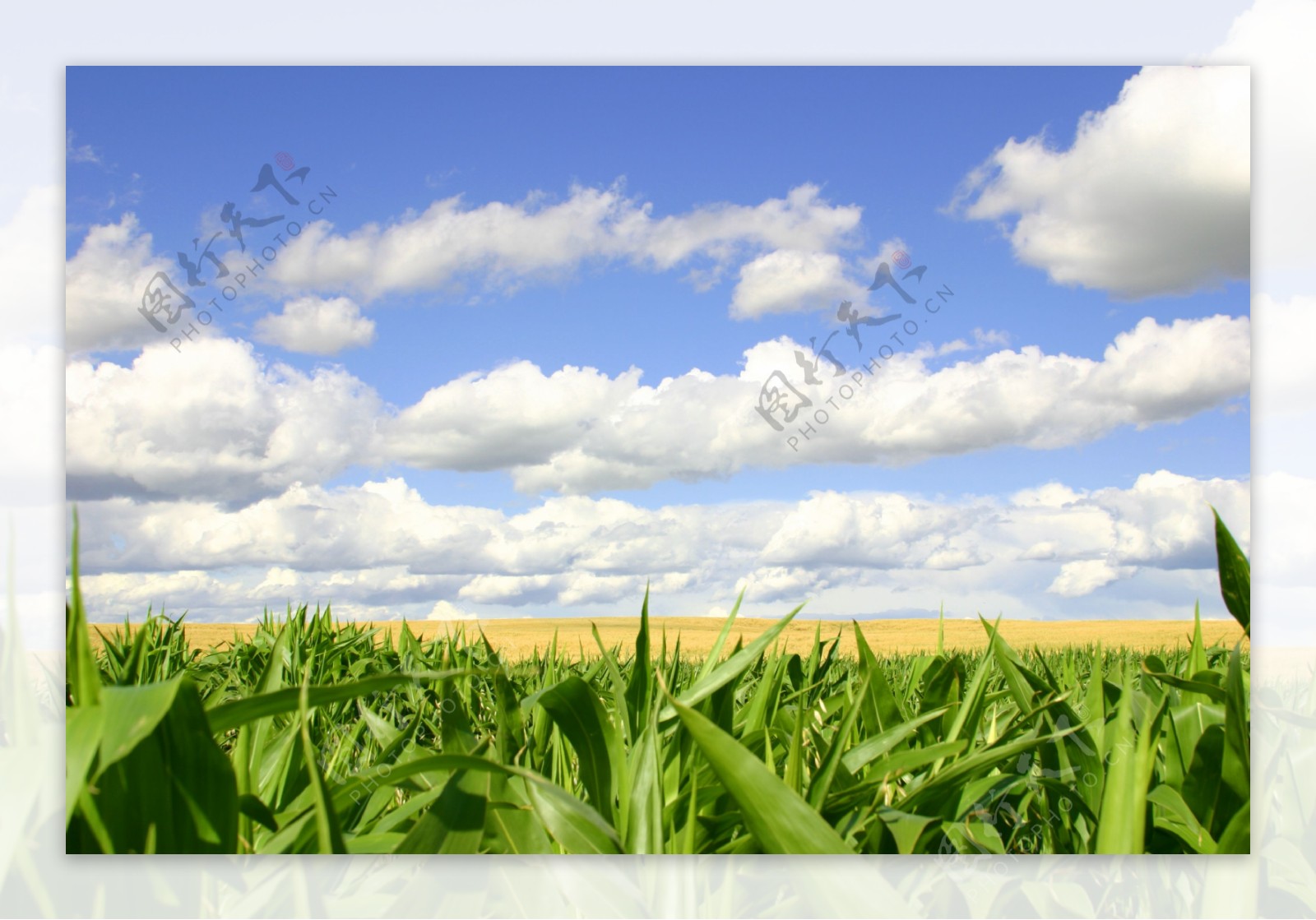 玉米地风景图片