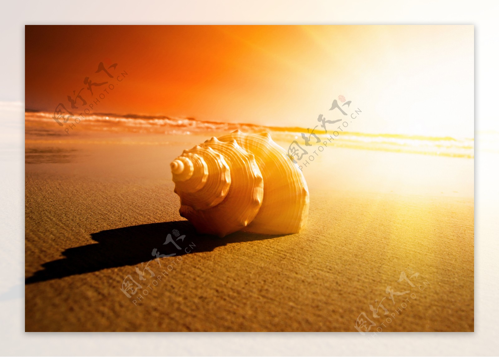 唯美黄昏海边海螺图片