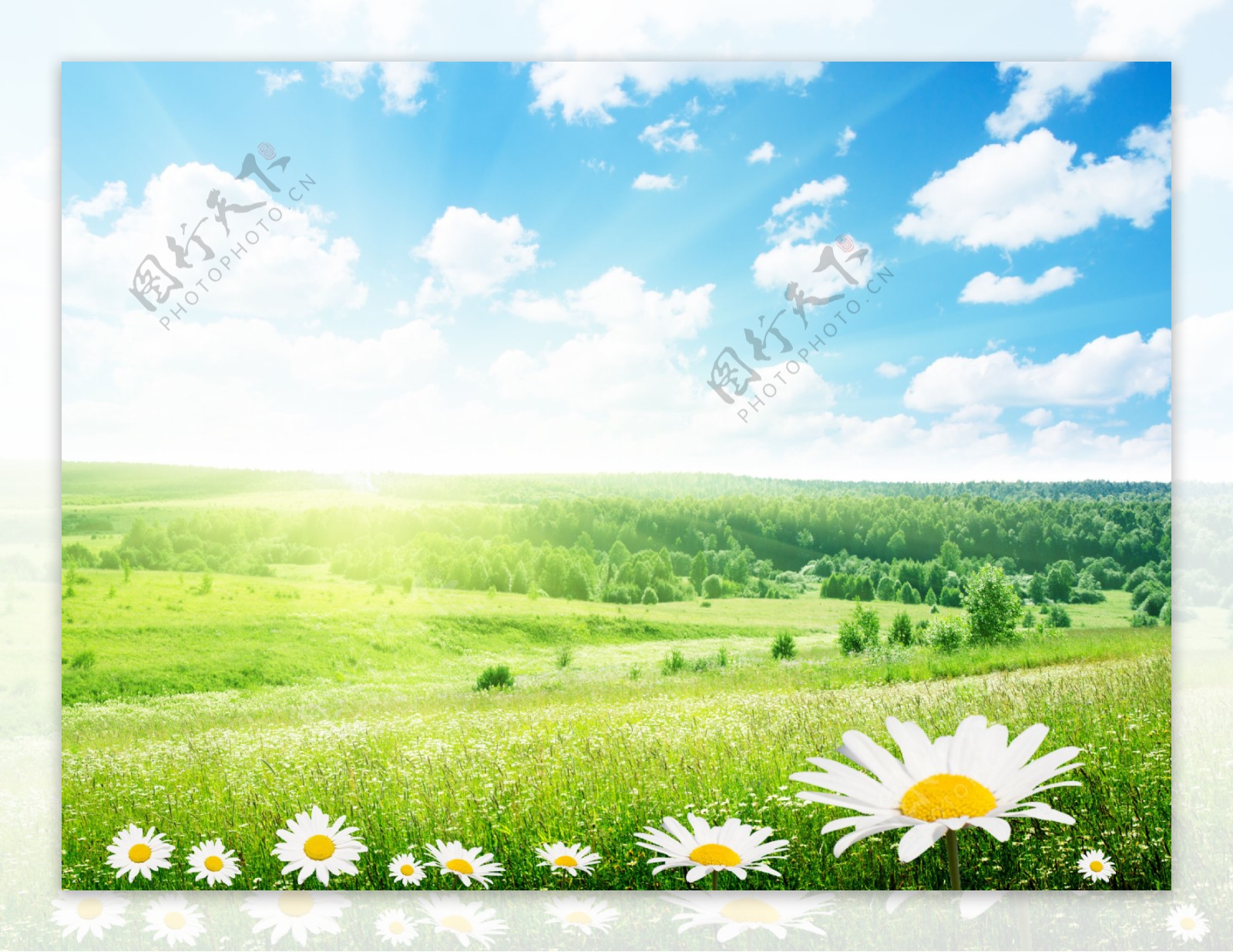 蓝天白云草地花朵背景图片