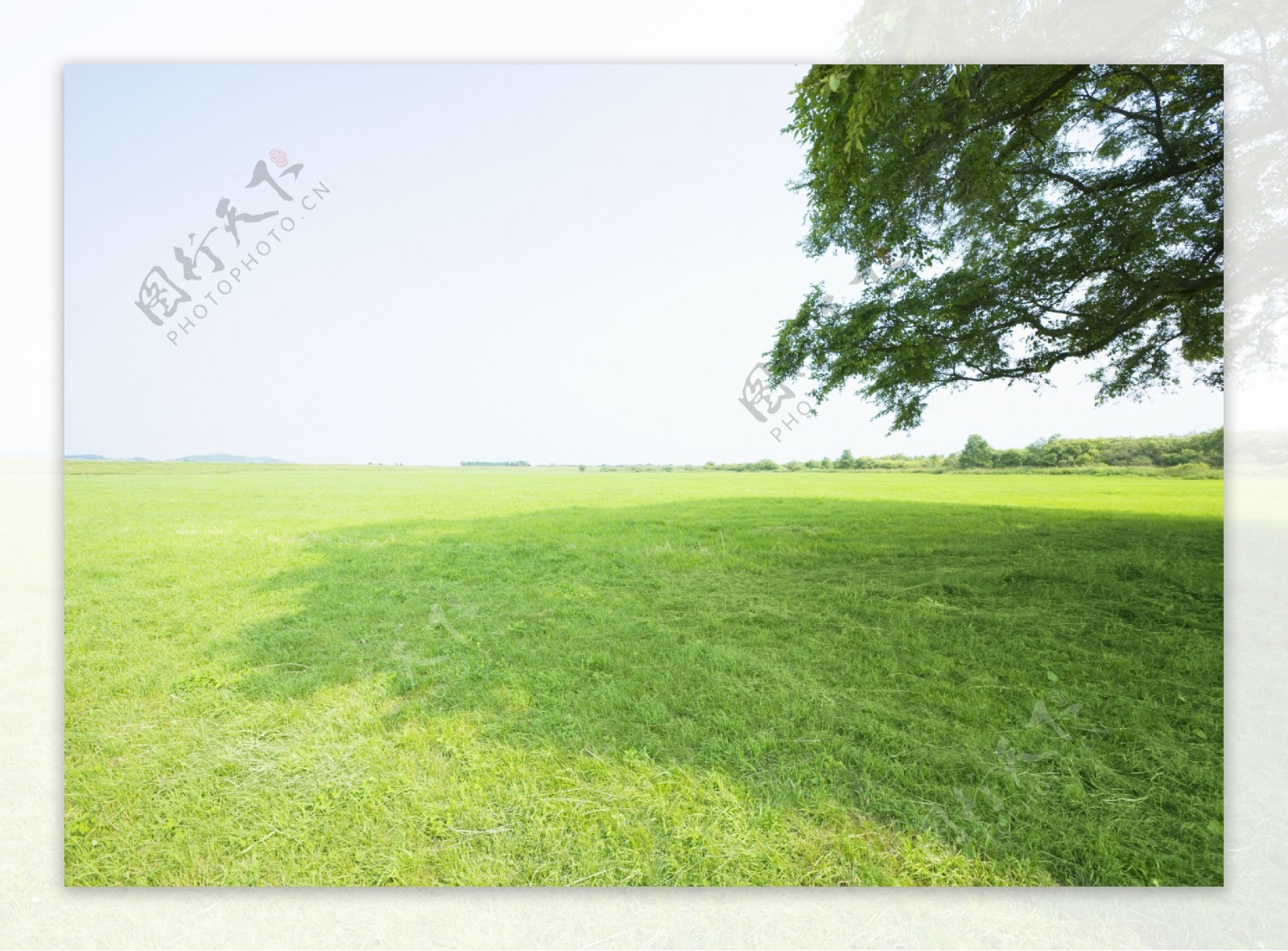 绿色草坪风景图片