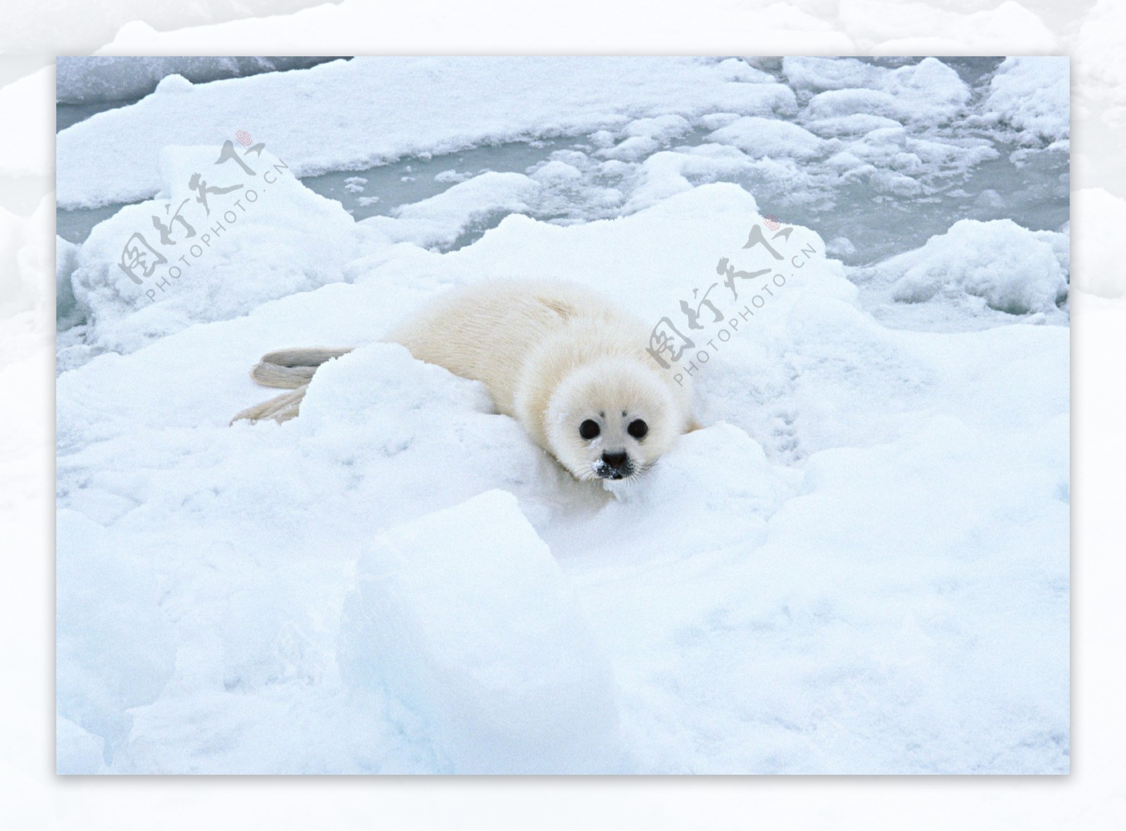 冰雪上的海豹