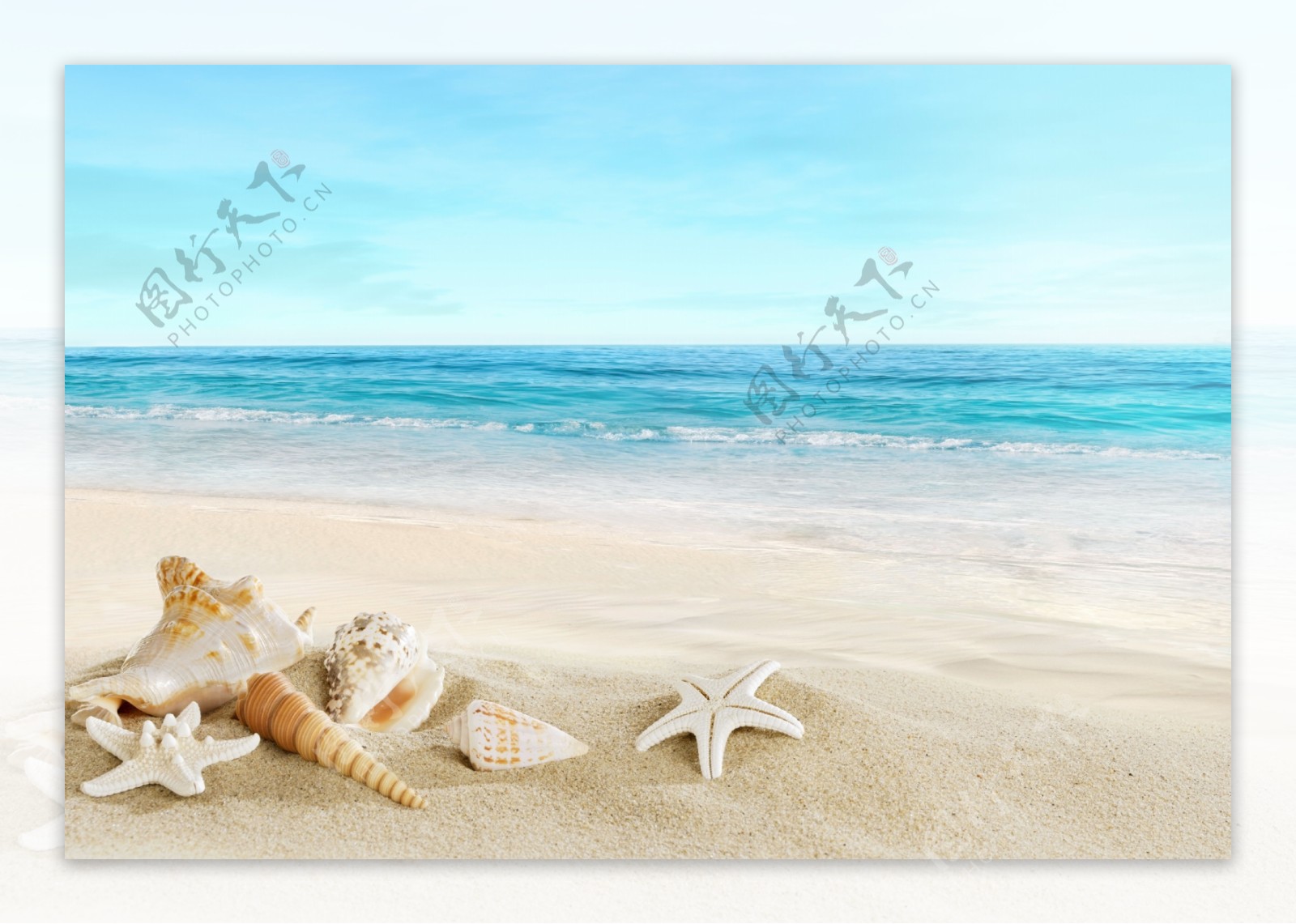 沙滩上的海星海螺图片