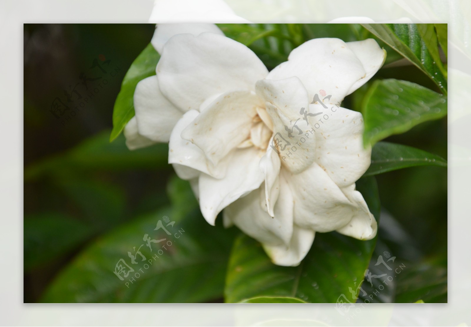 白色栀子花花朵图片