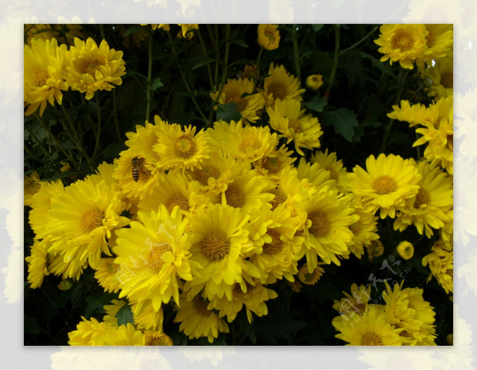 鲜艳黄色小雏菊图片