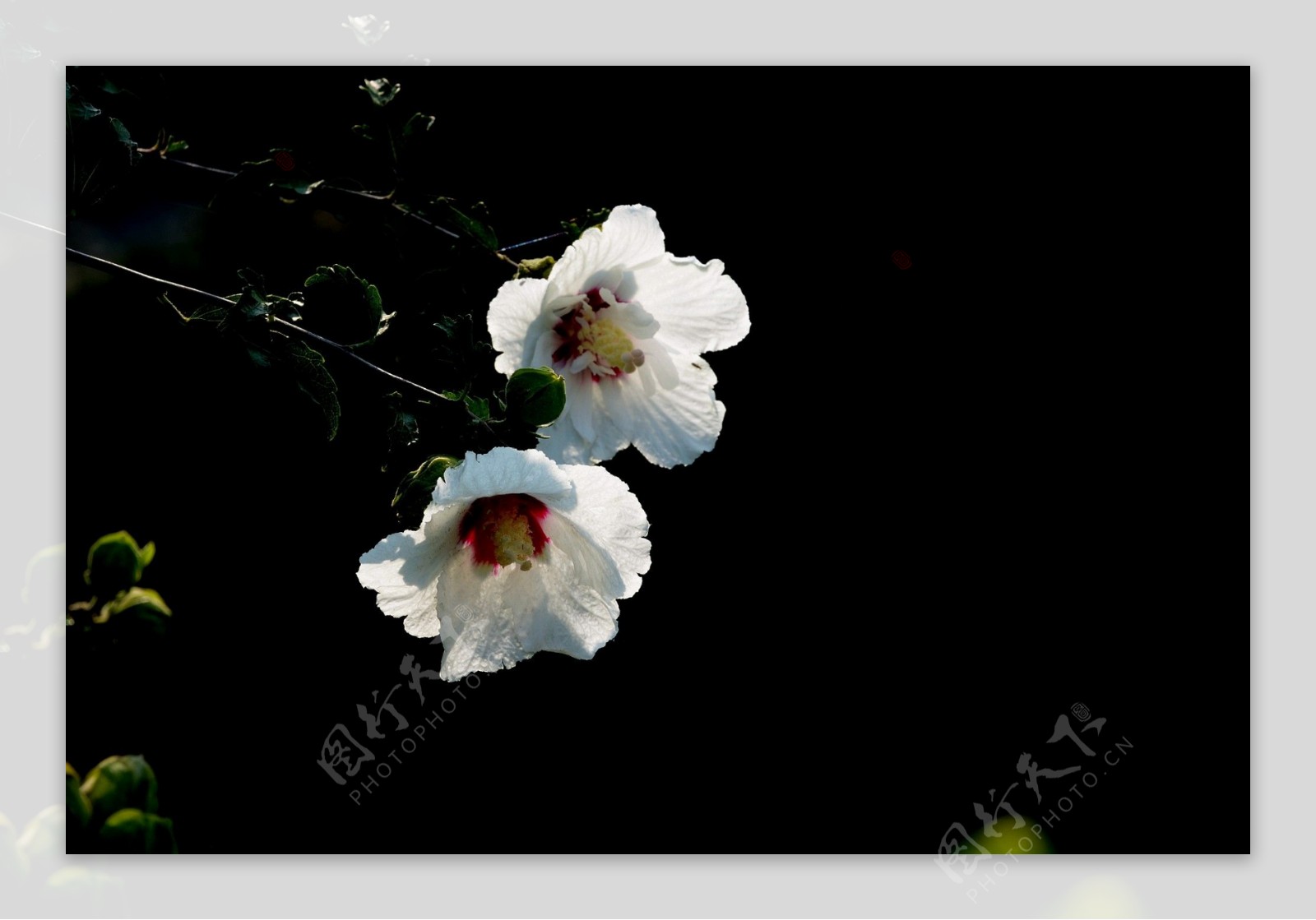 唯美白色木槿花图片