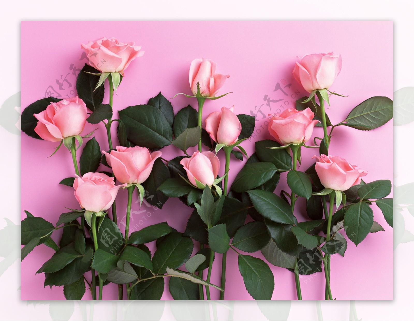 鲜艳粉玫瑰花图片