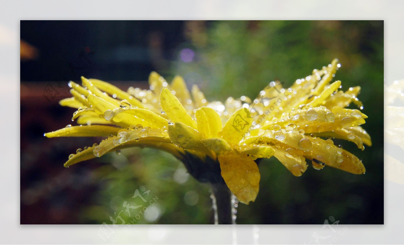 鲜艳黄色菊花图片