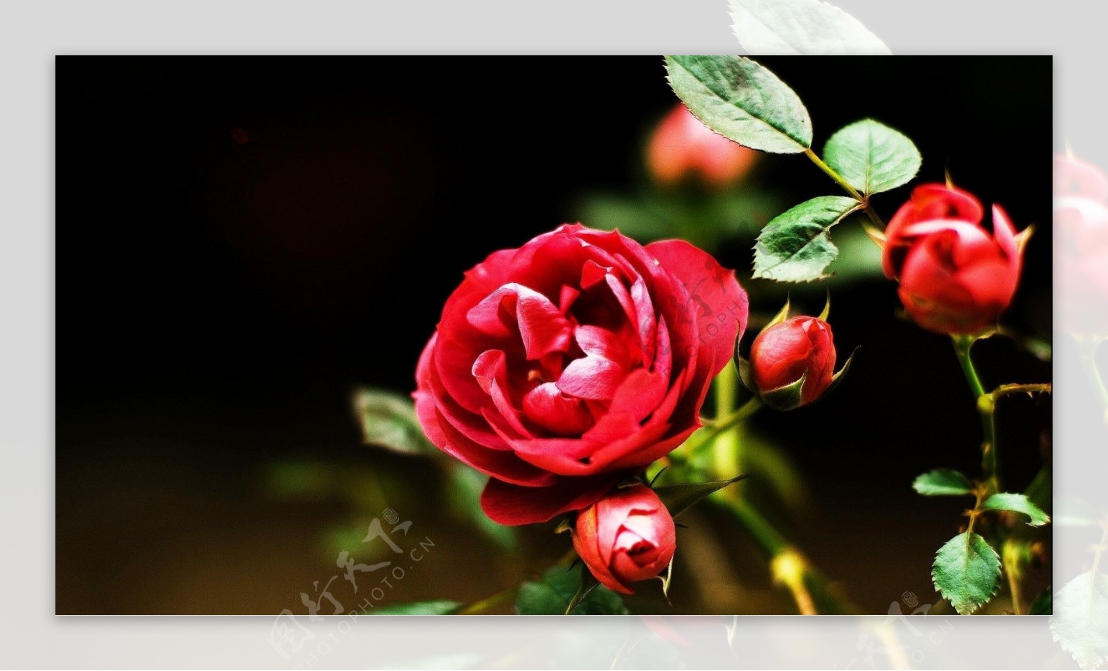 鲜艳红玫瑰花图片