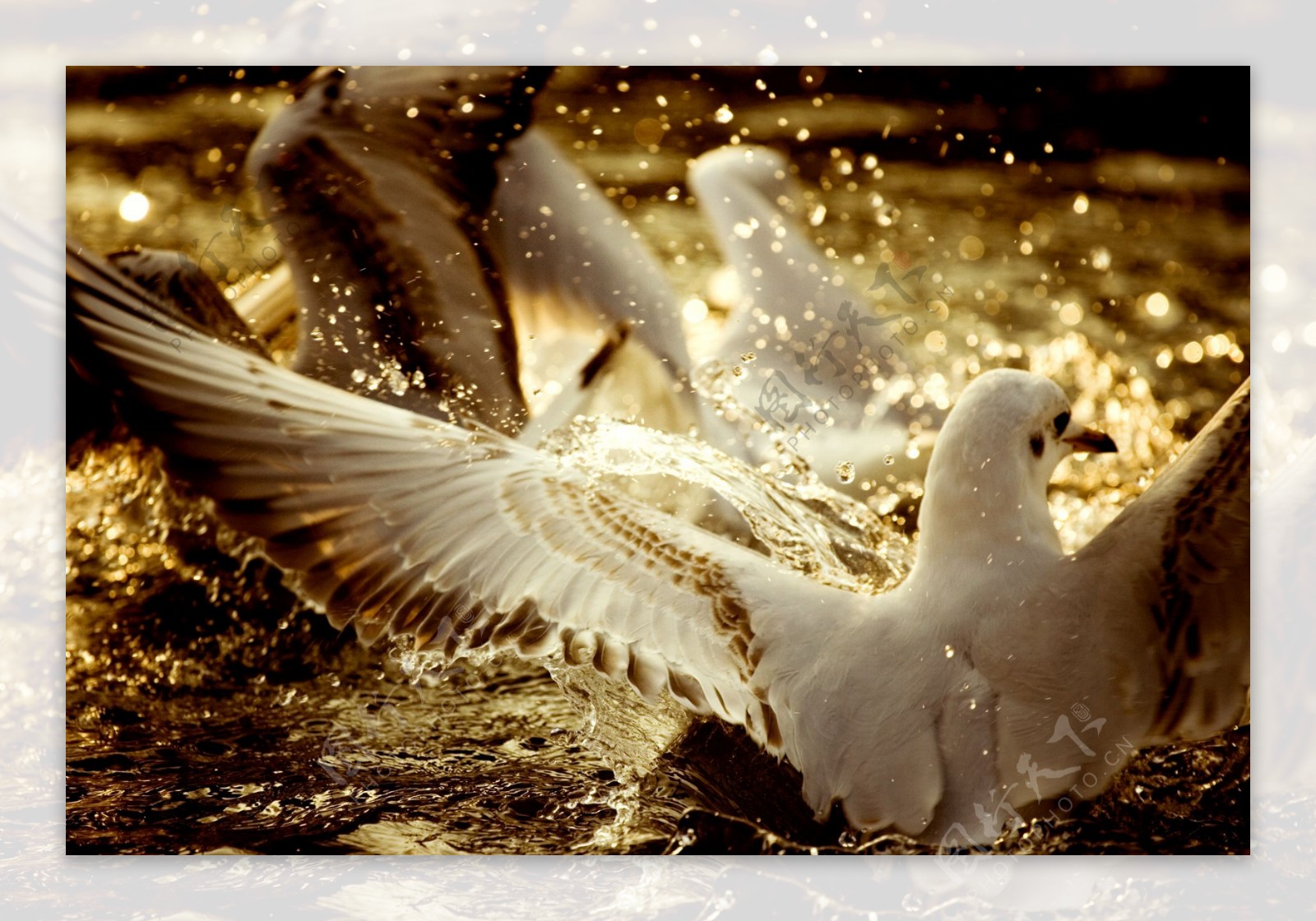 海边白色海鸥图片