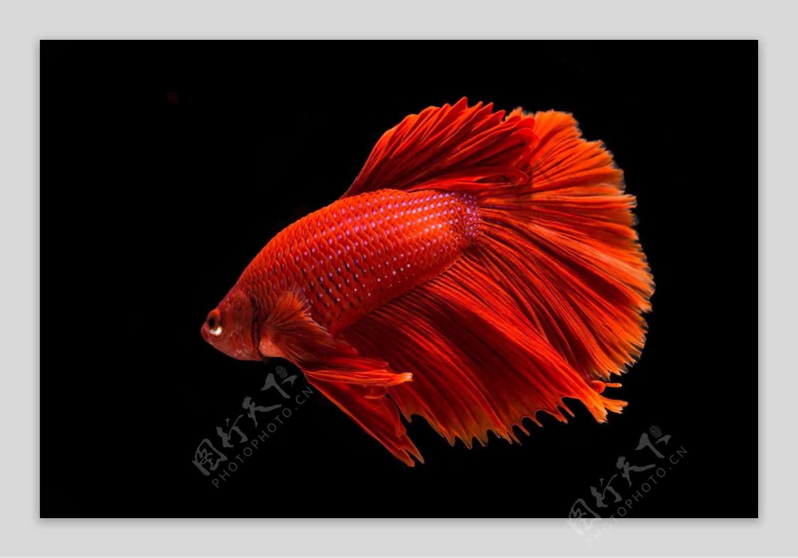 红色泰国斗鱼图片