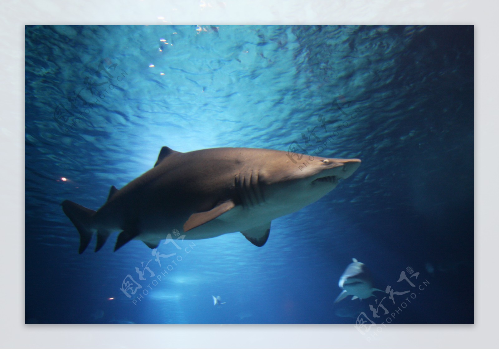 海底大鲨鱼图片