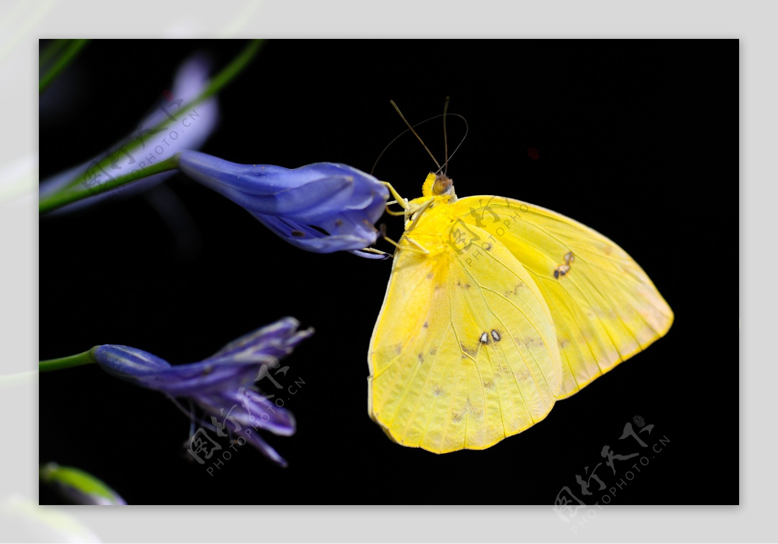 黄蝴蝶图片