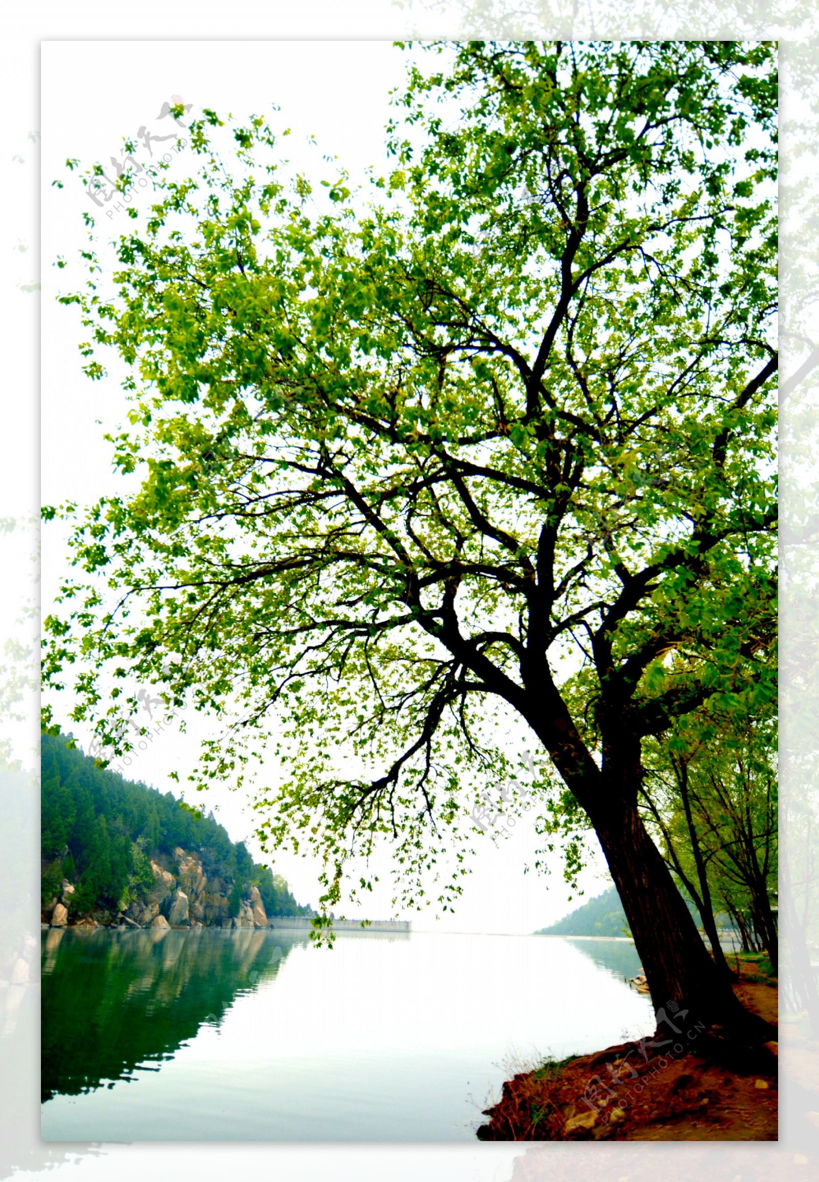 湖畔大树图片