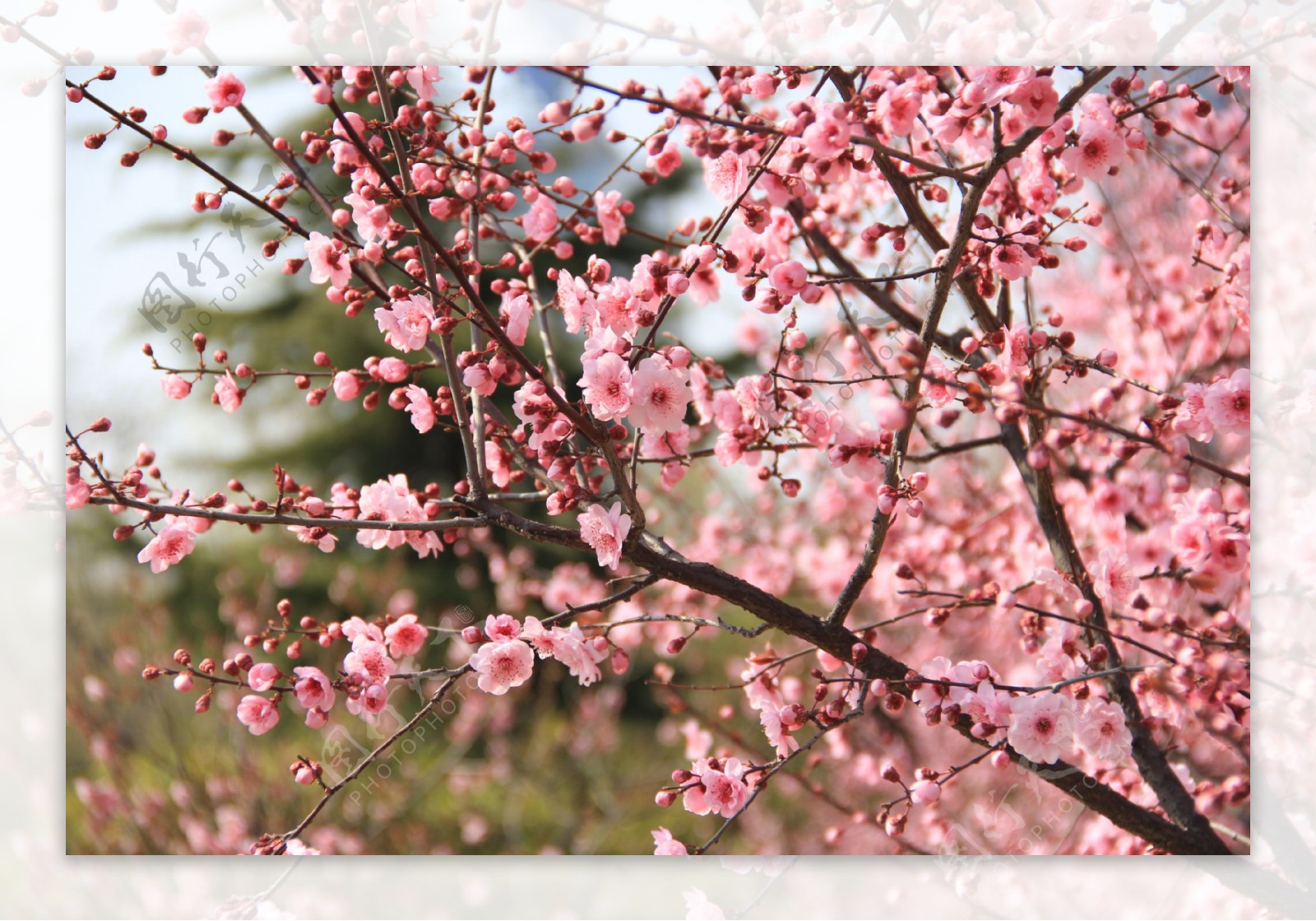 粉色树花图片素材-编号15677047-图行天下