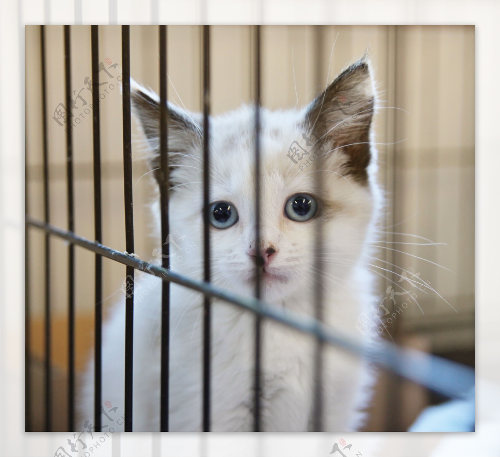 笼子里的小猫