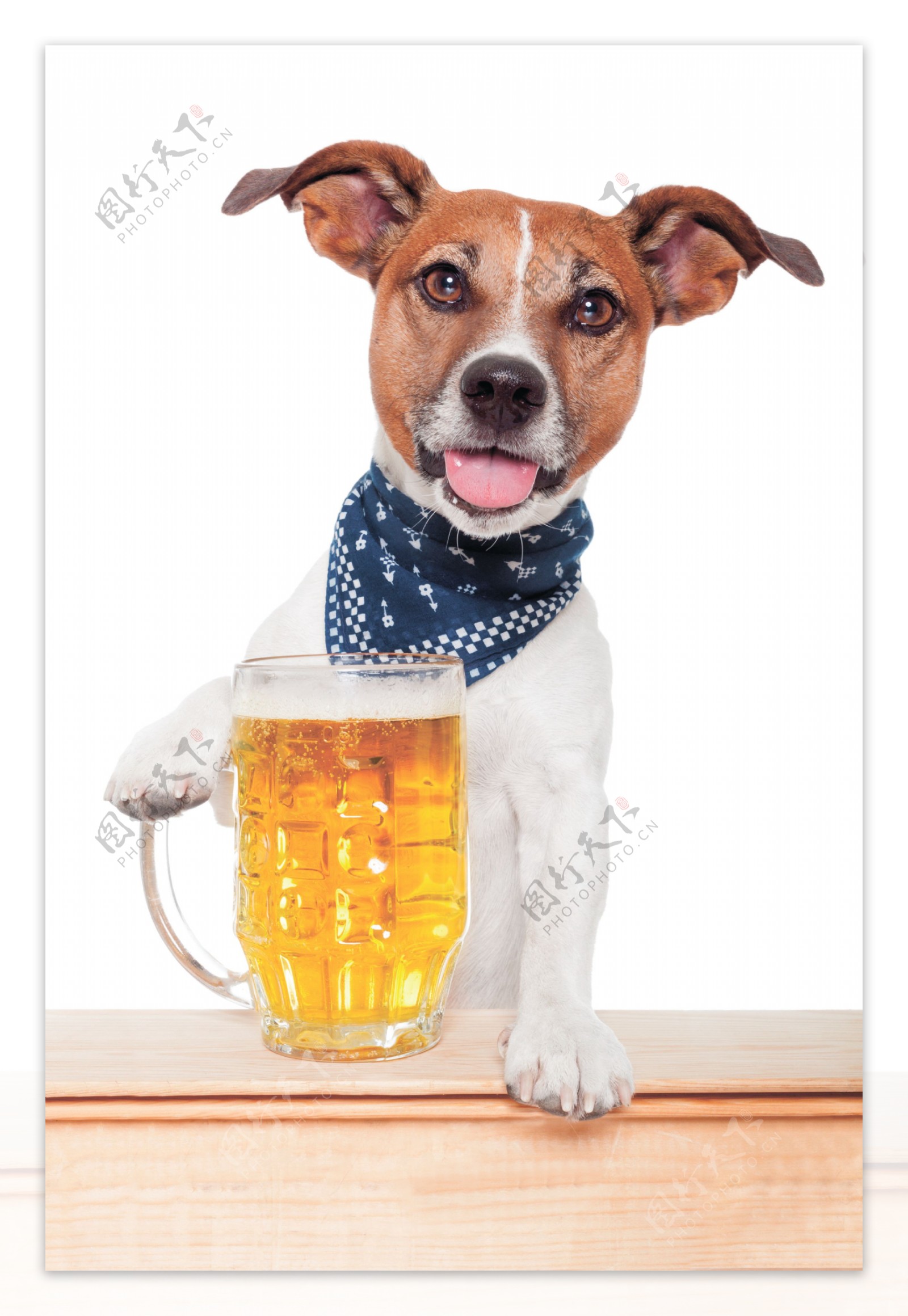 小狗和啤酒杯