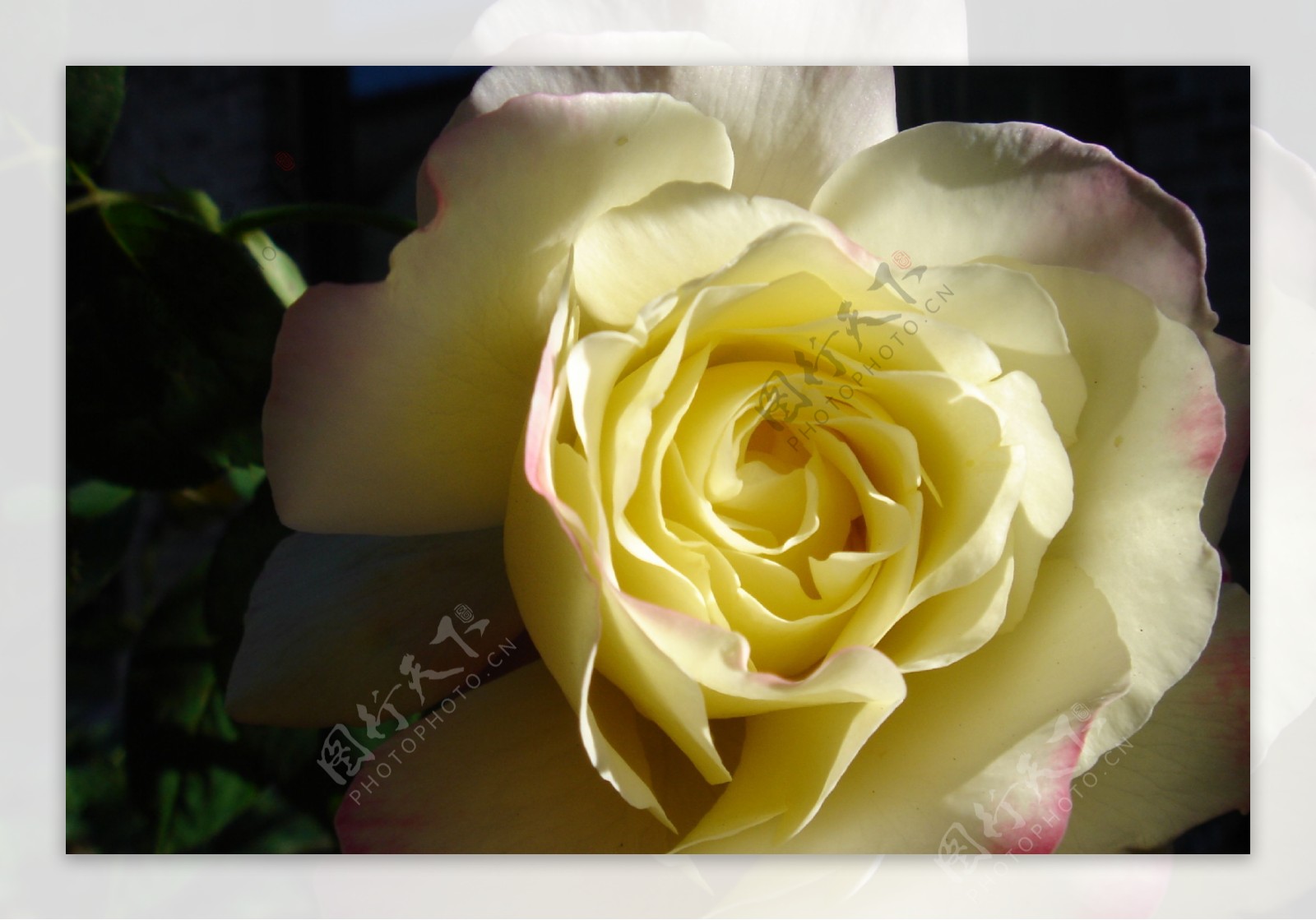 黄玫瑰近景植物自然