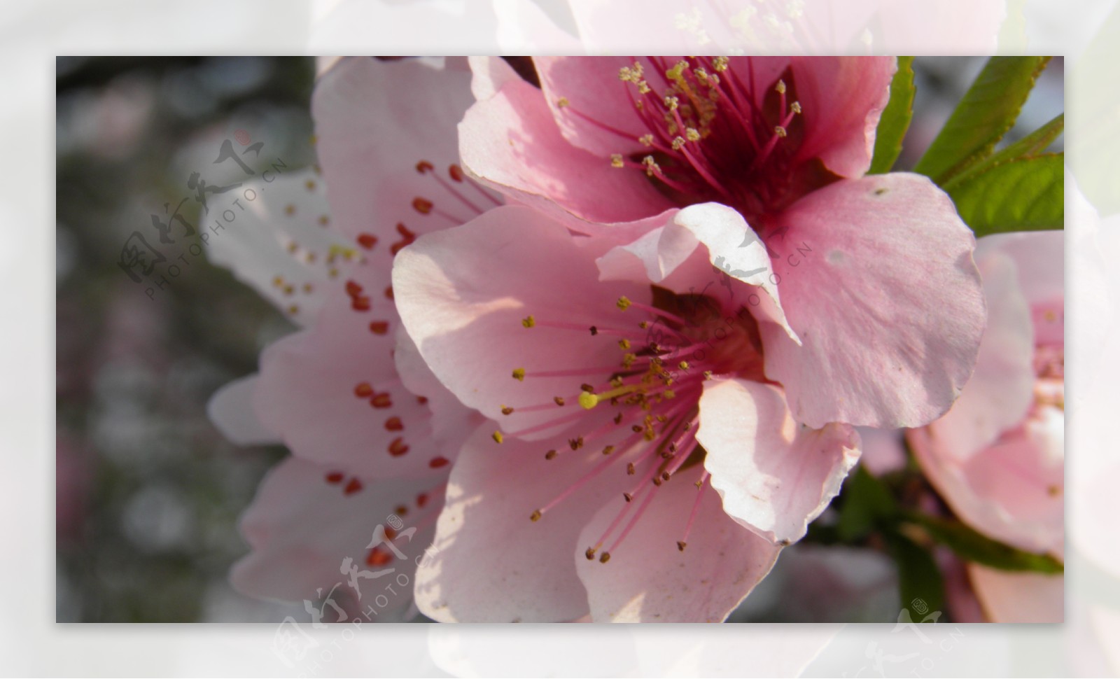 春天桃花花朵写真高清
