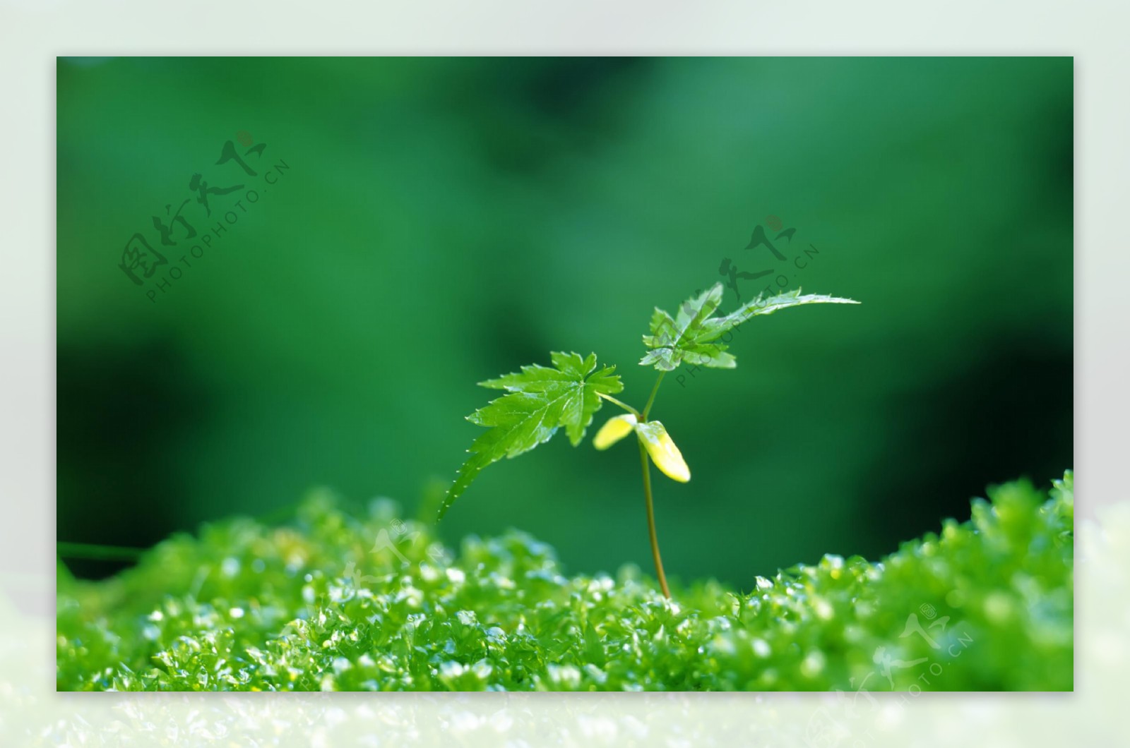 绿色生态植物幼苗背景图