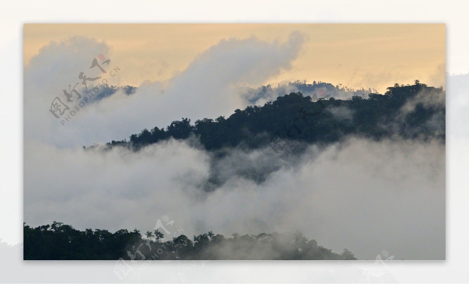 山上的雾和森林图片