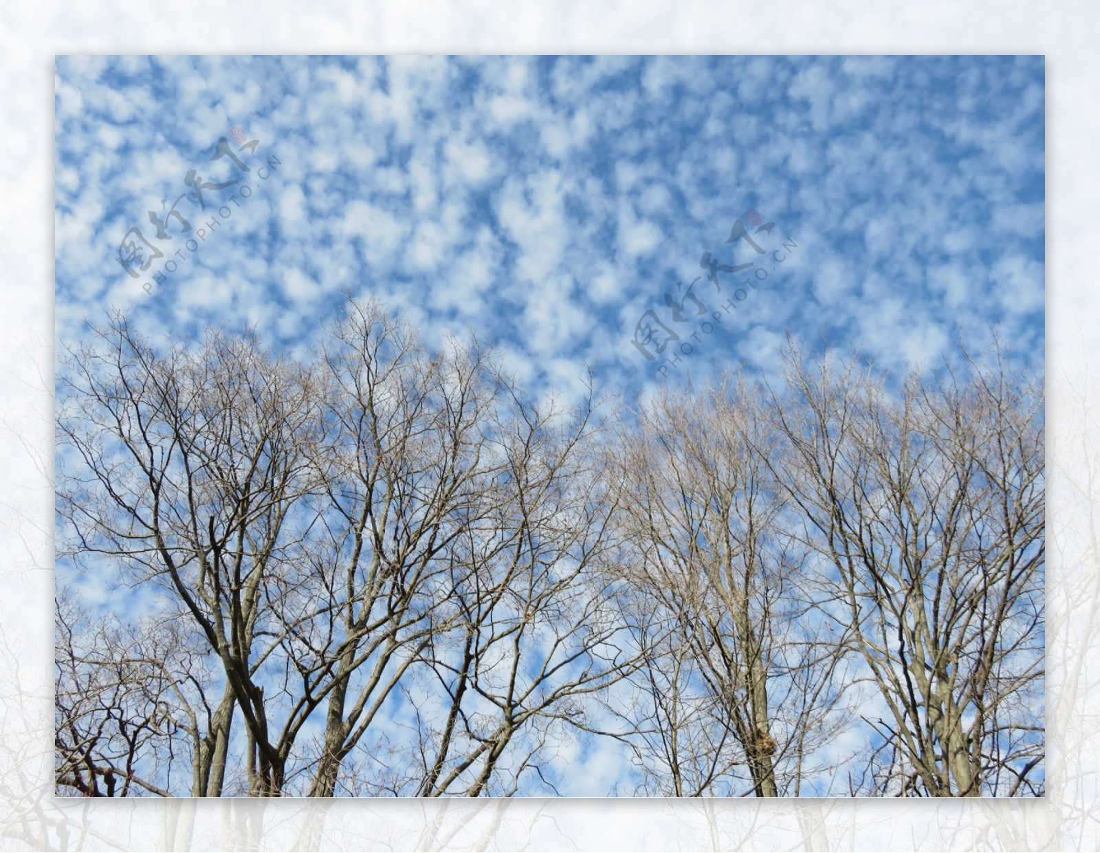 高清蓝天白云树木图片