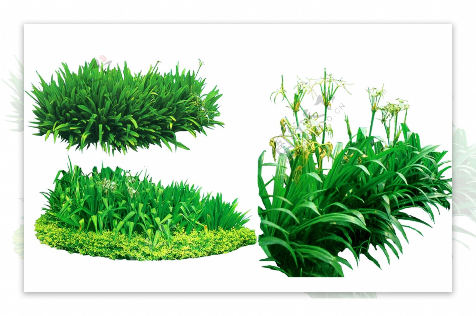 园林绿化植物树木兰花PSD素材