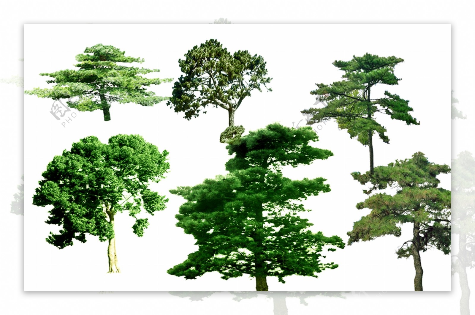 园林景观油松树PSD素材