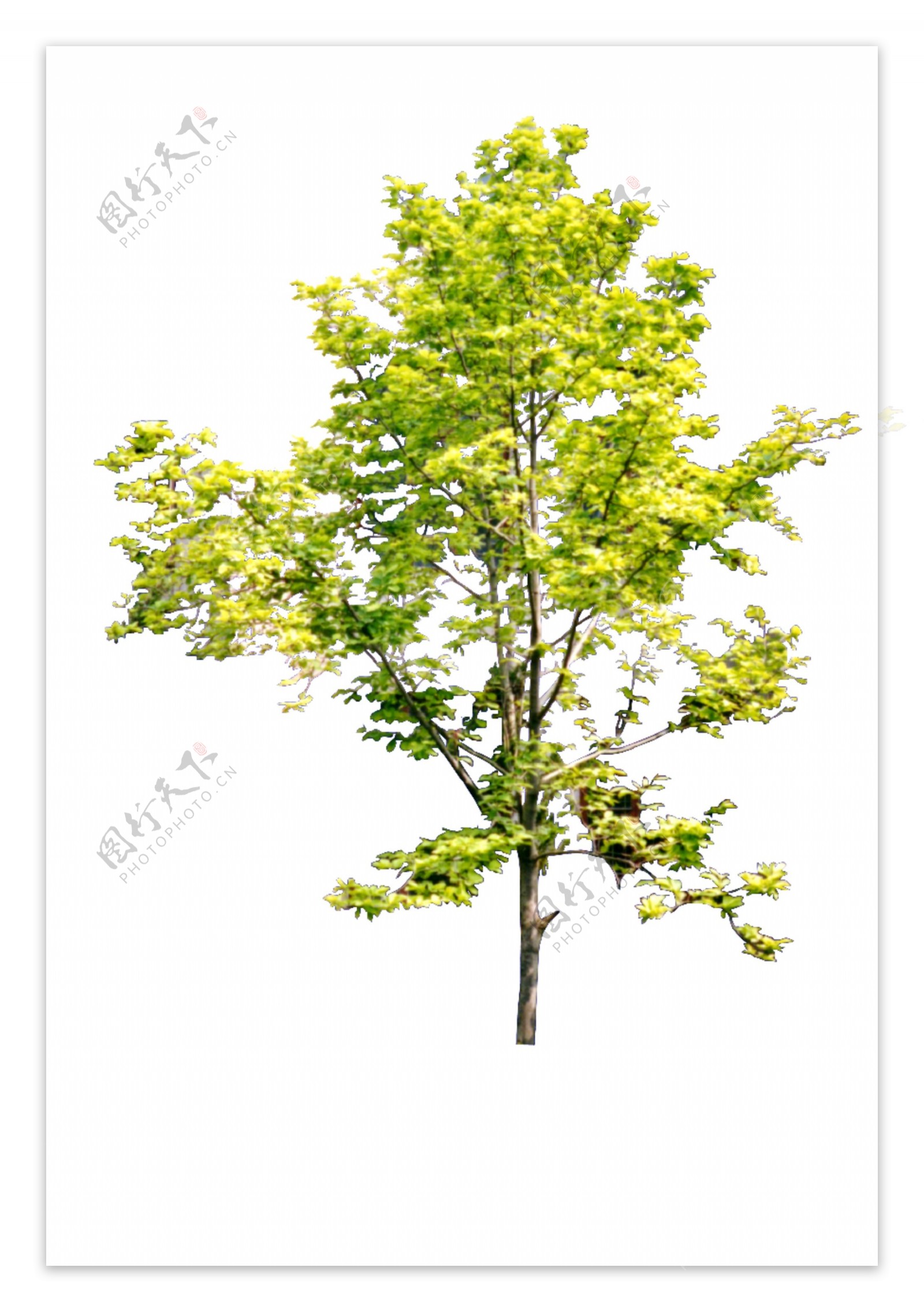 树贴图素材分层PSD225