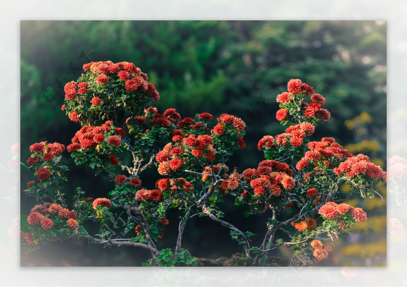 小橘红菊花图片