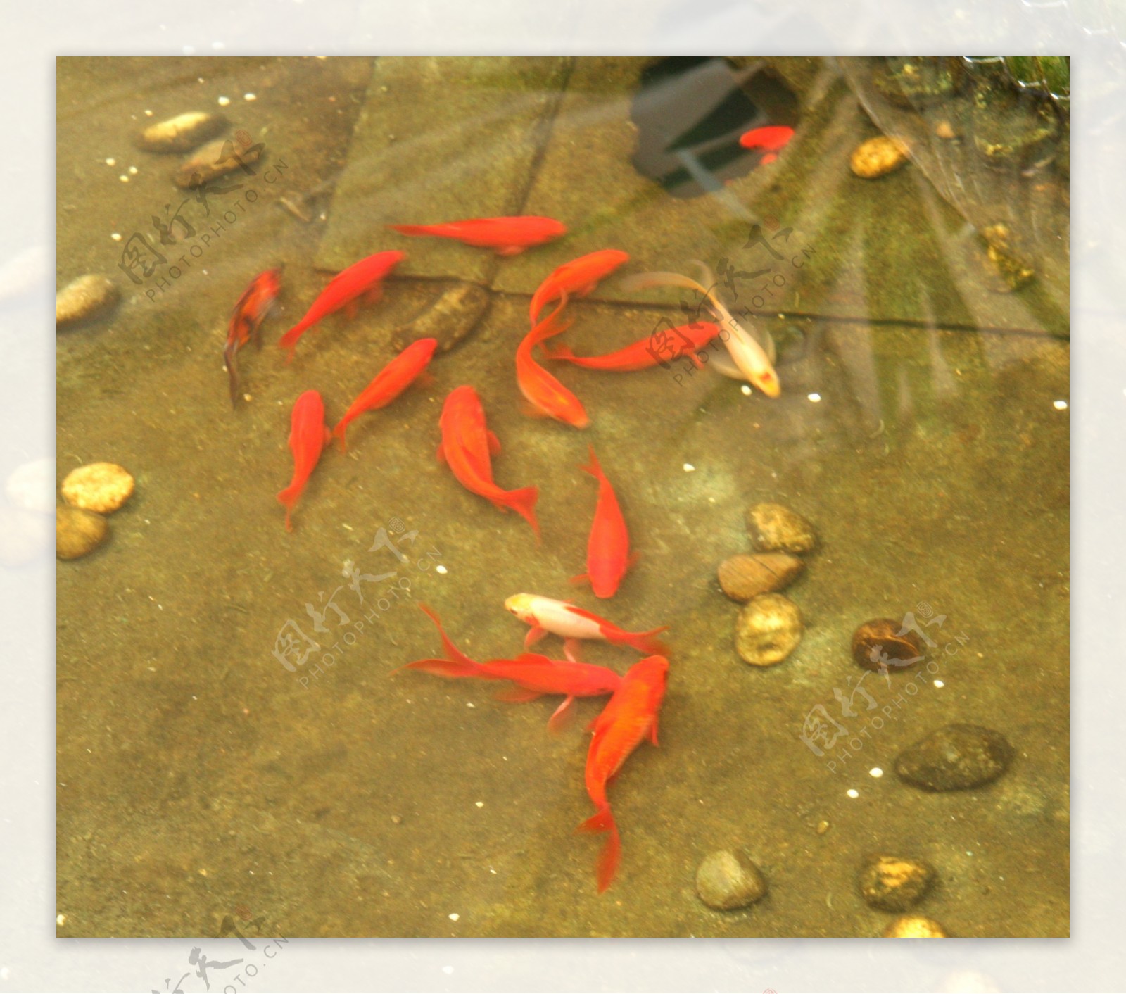 红鲤鱼图片