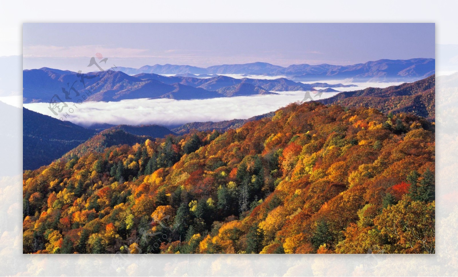 秋天树林云海风景图片
