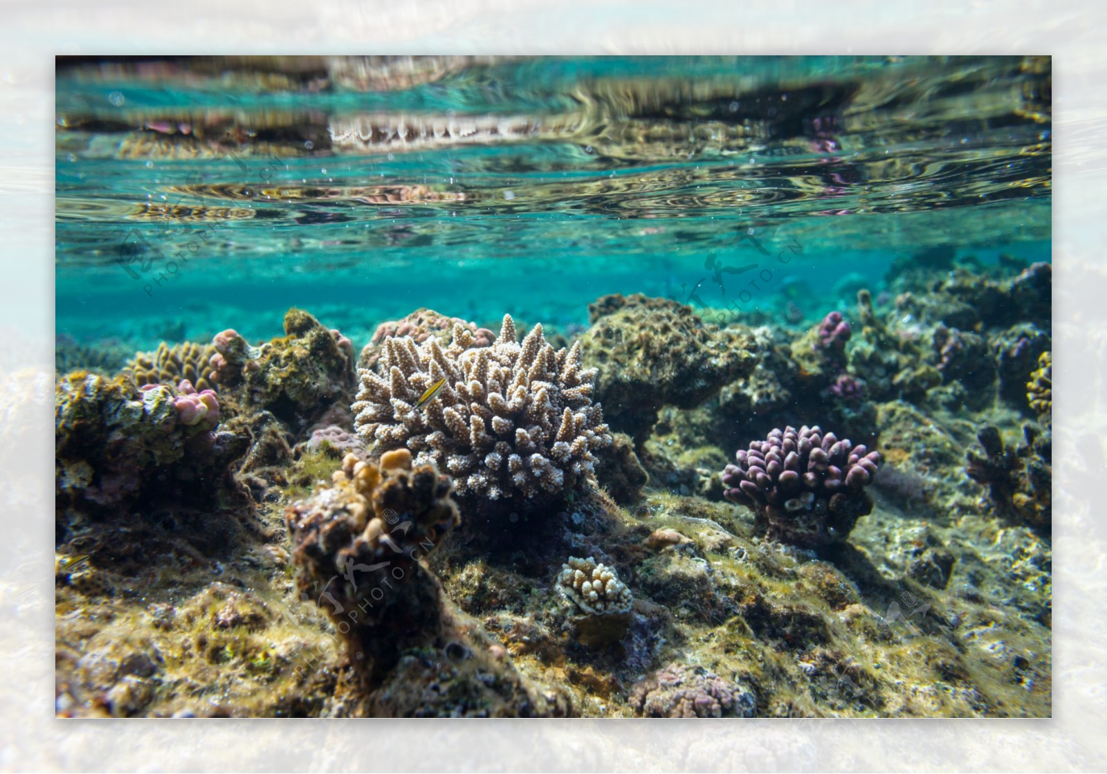 海水里的珊瑚图片